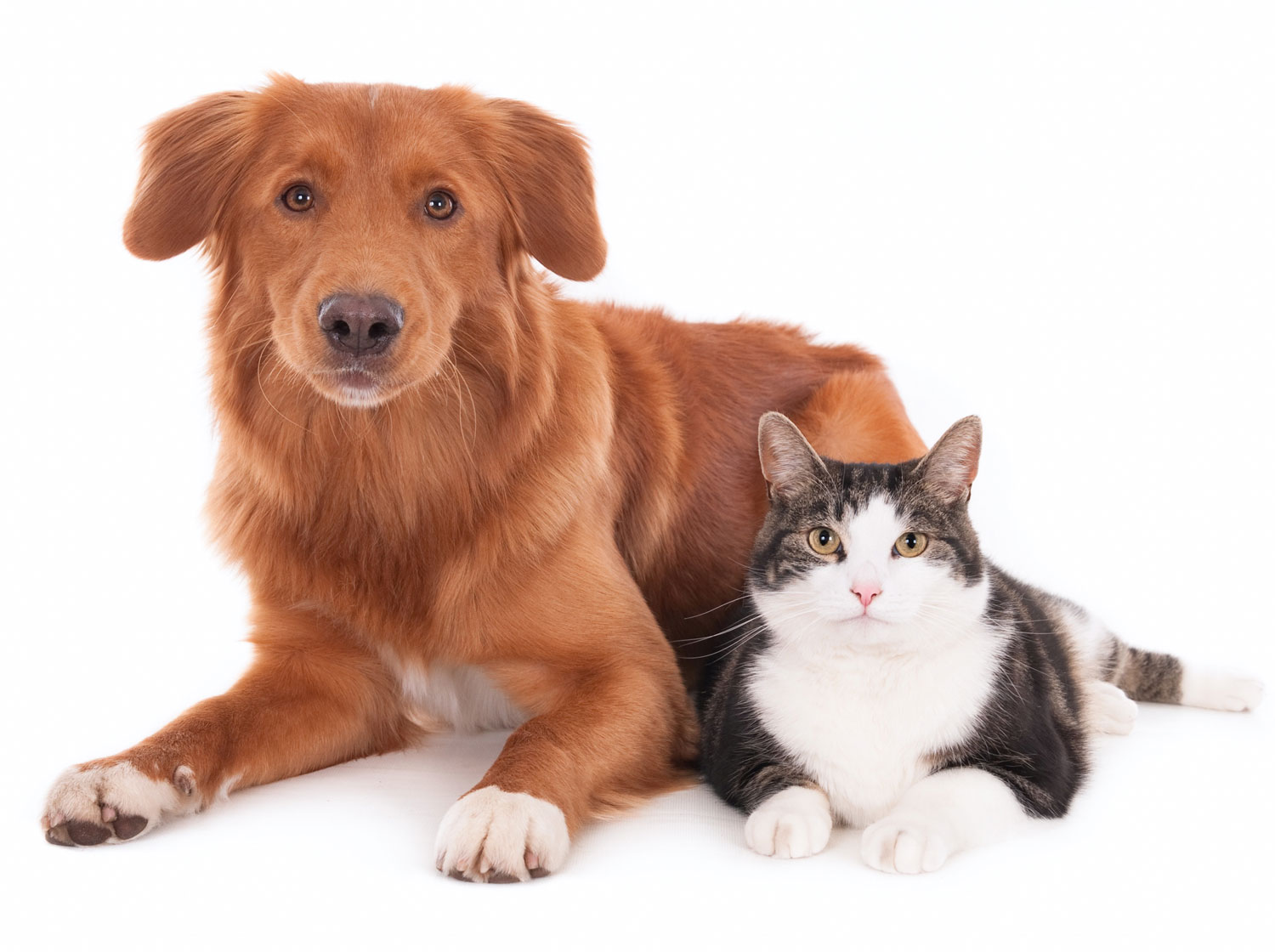 retriever and cat sitting side by side