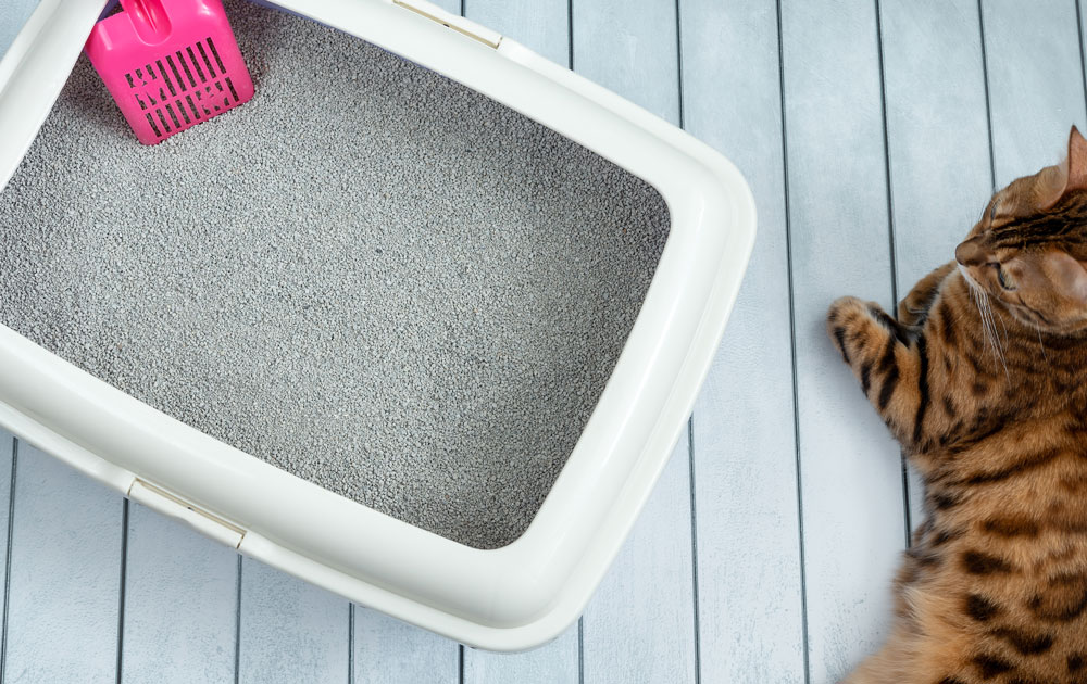 Cat litter boxes cause a lot of strain on the environment.