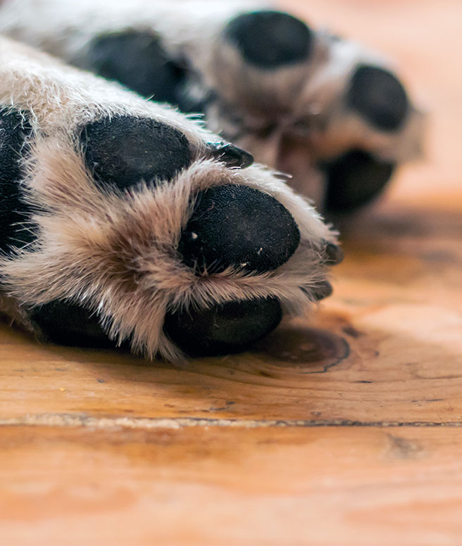 Featured image for “How Big Is Your Pet’s Carbon Footprint?”