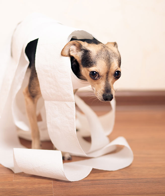 Featured image for “The Residual Effects of Pet Urine”